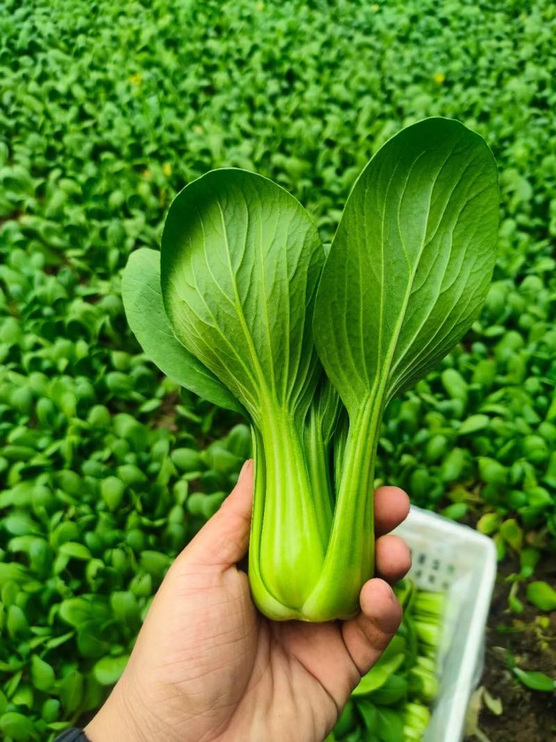 安徽油菜精品上海青产地直发货源充足实力代发全国
