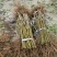 供应优质桃树苗