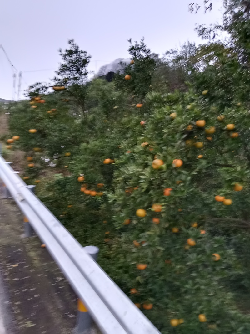 碰柑，粑粑柑