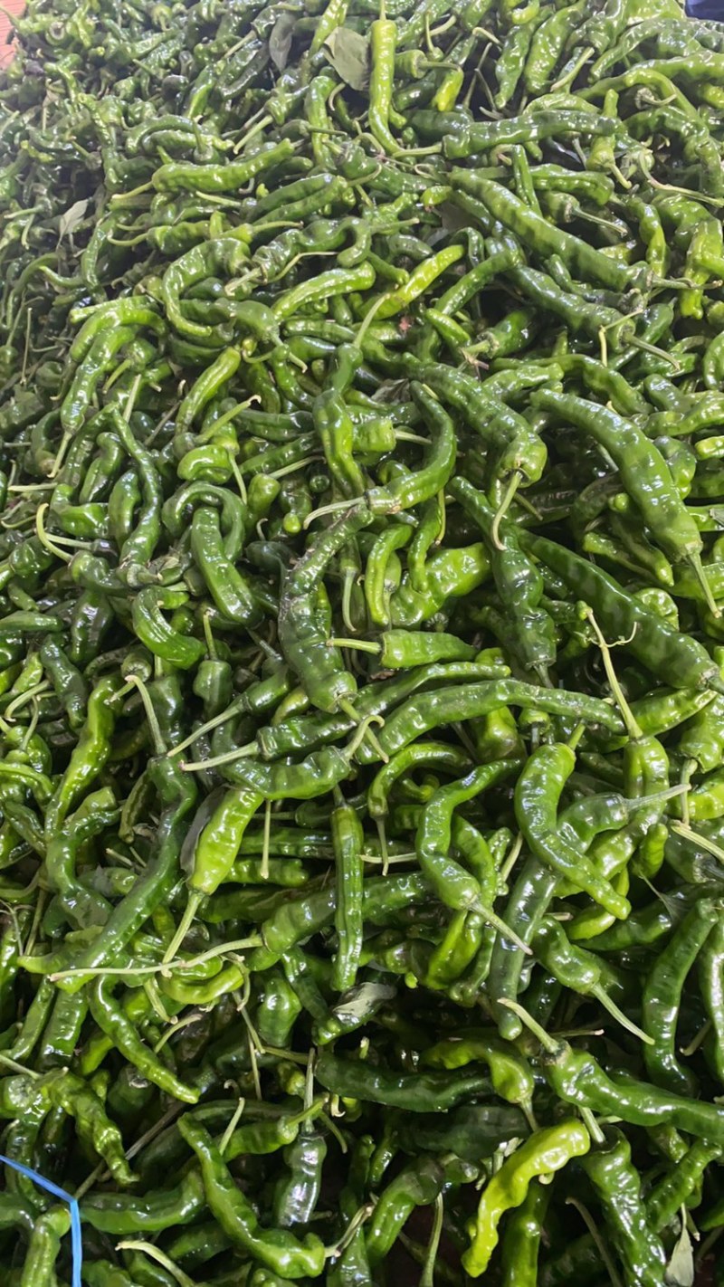 精品辣椒一手货源，保质保量