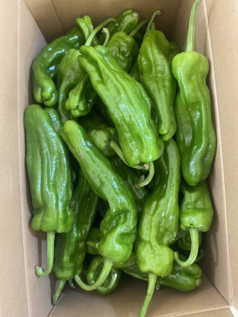 精品辣椒一手货源，保质保量