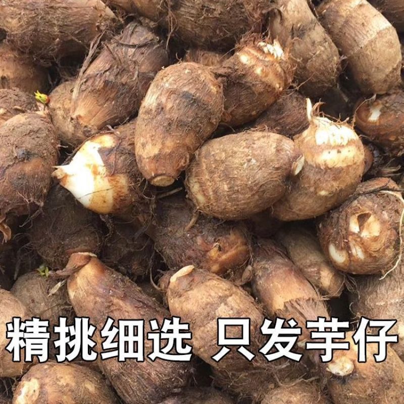【极速发货】2024年山东新鲜牛奶小芋头毛芋头牛奶香软糯芋艿