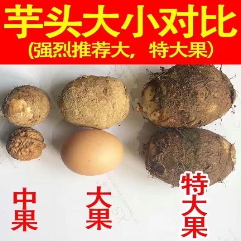 【极速发货】2024年山东新鲜牛奶小芋头毛芋头牛奶香软糯芋艿
