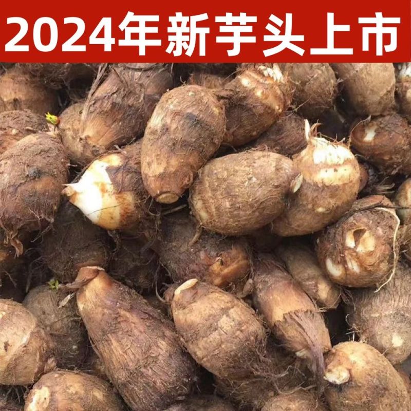 【极速发货】2024年山东新鲜牛奶小芋头毛芋头牛奶香软糯芋艿