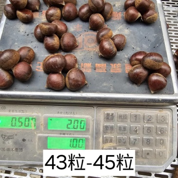 河北油栗炒货专用板栗，口感软糯香甜，可加工开口板栗
