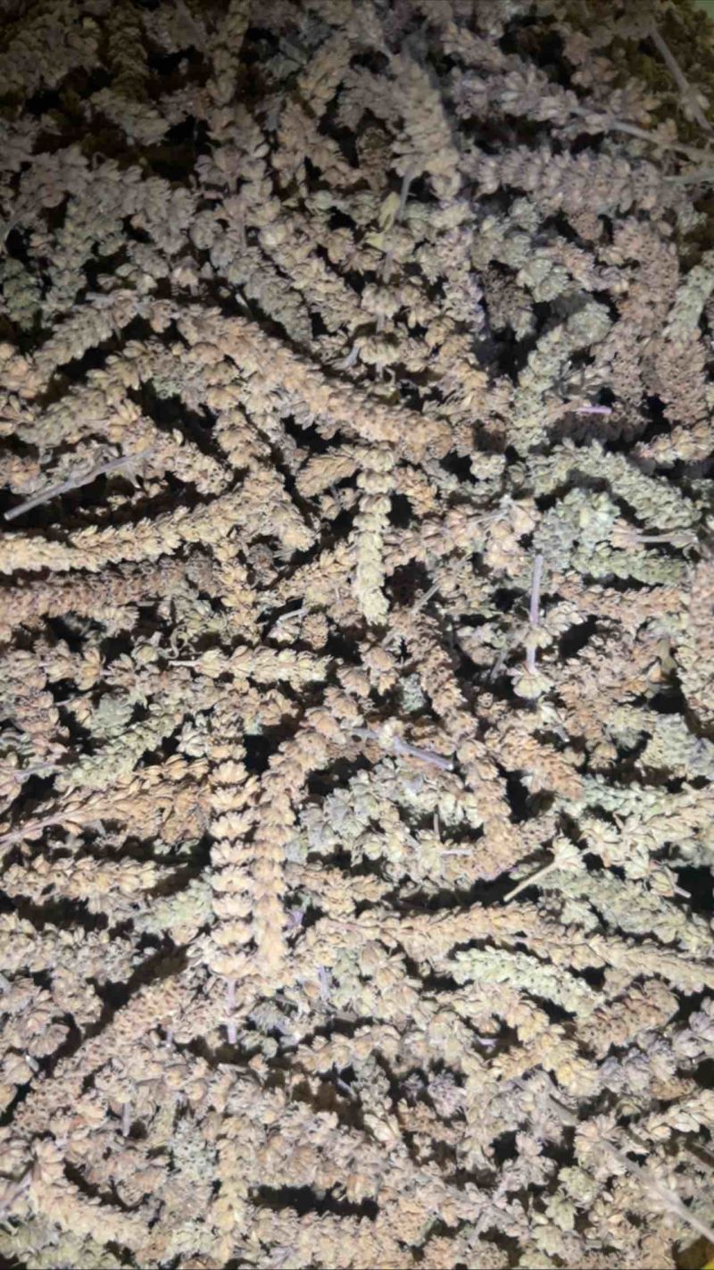 荆芥荆芥穗荆芥、荆芥穗荆芥咀荆芥中药材新货干品无硫散装