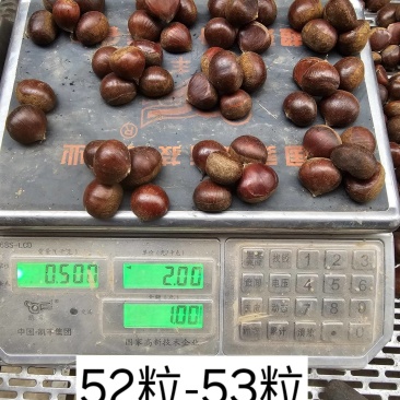 河北油栗炒货专用板栗，口感软糯香甜，可加工开口板栗