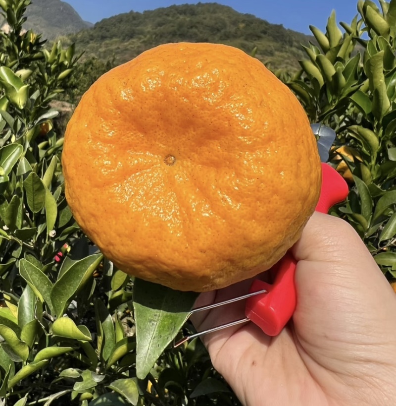 [精品】芦柑-碰柑口感细腻.纯甜，水分充足，可视频看货