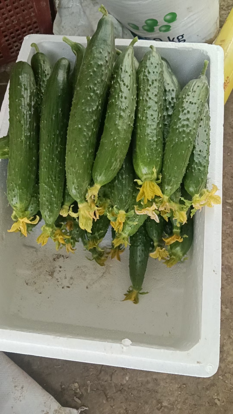 黄瓜