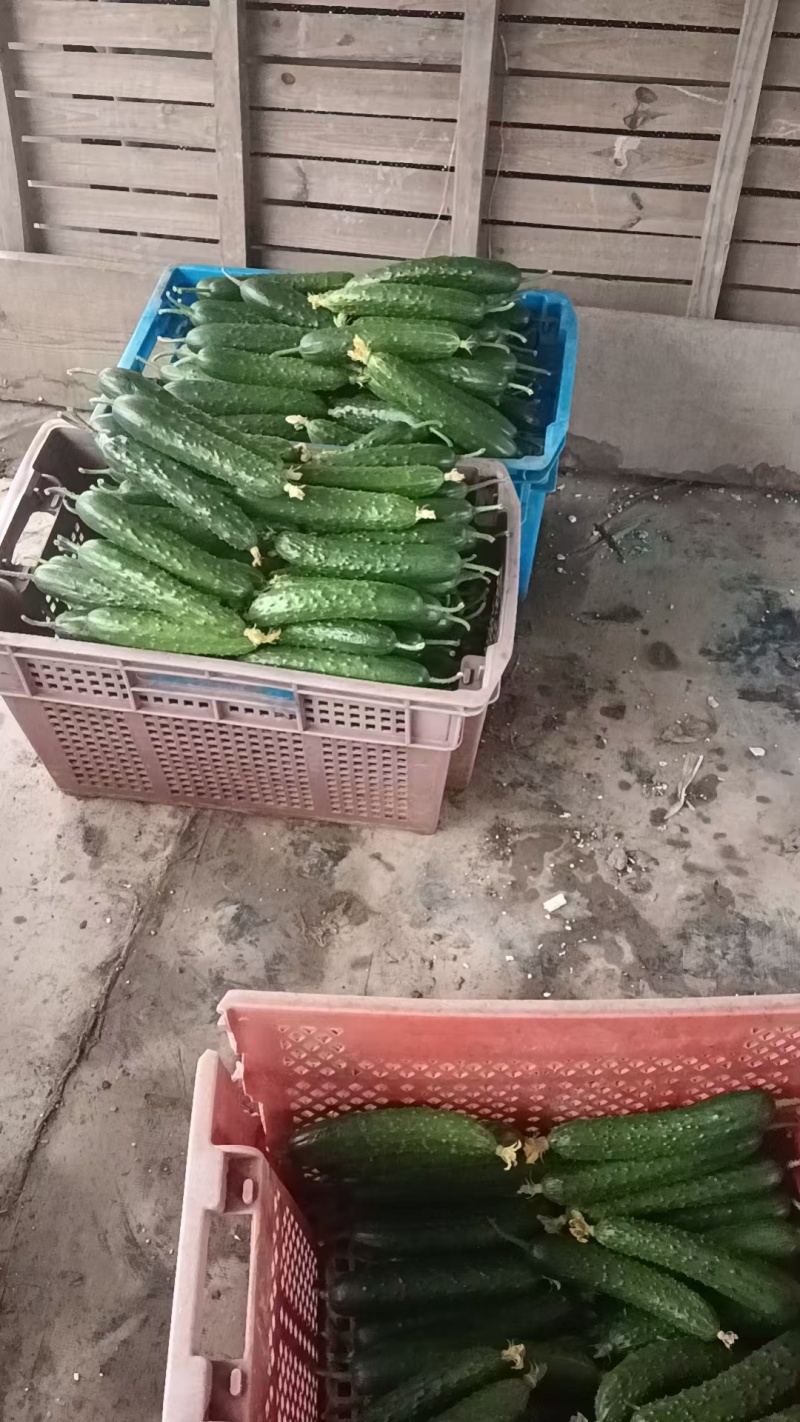 黄瓜