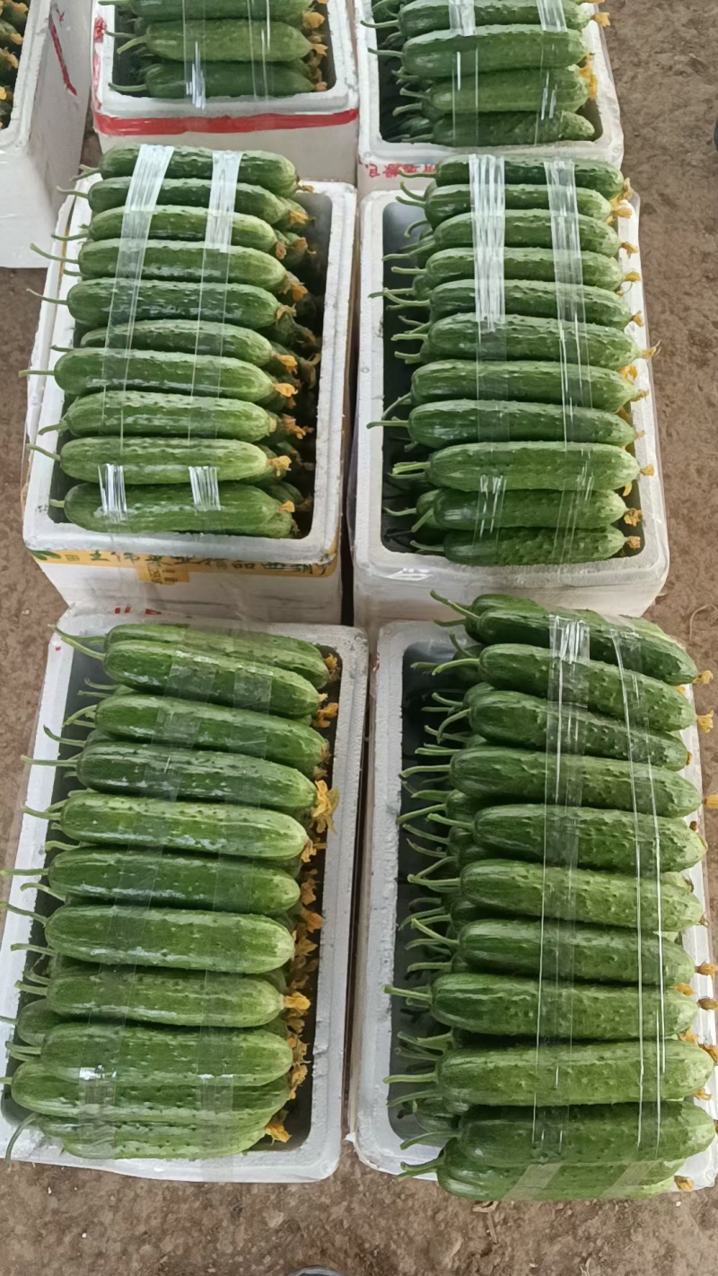 黄瓜