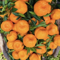[精品】芦柑-碰柑口感细腻.纯甜，水分充足，可视频看货