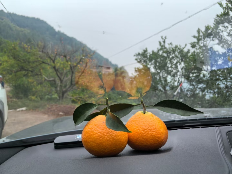 爱媛果冻橙
