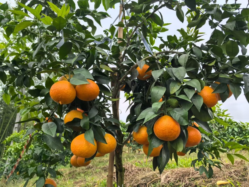爱媛果冻橙