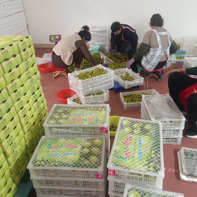 青甜小番茄糖珀琥青口蜜圣女果黄色绿色咖啡色糖度高产地量大