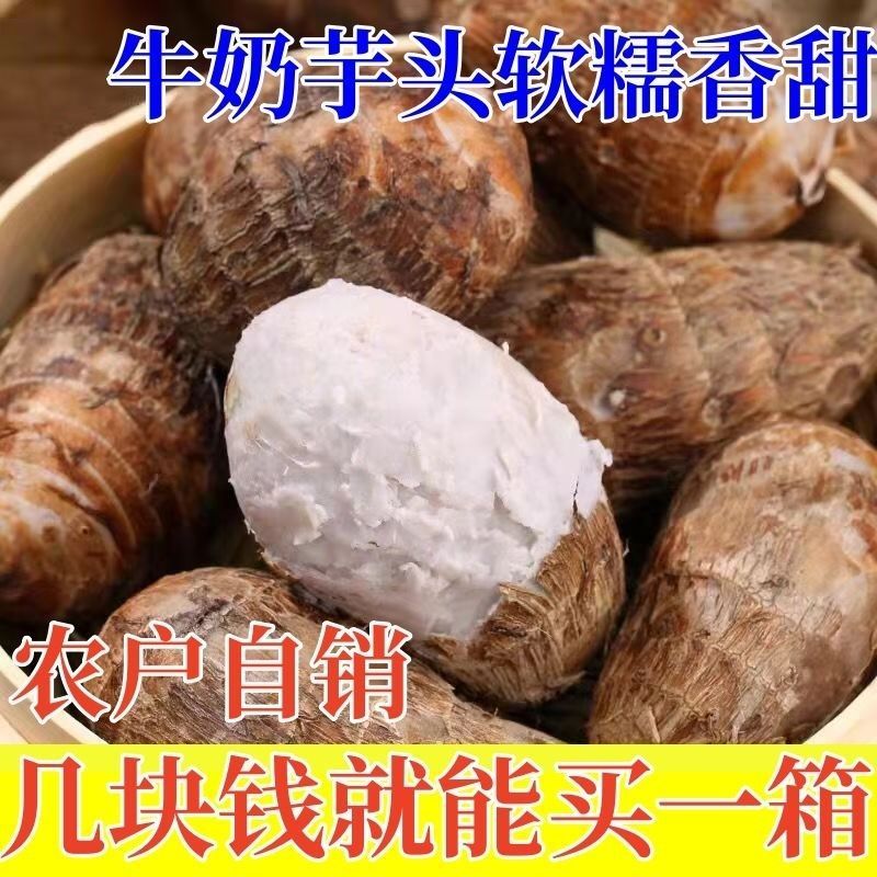 【真的好吃】丹东牛奶小芋头正宗香糯毛芋头软糯芋艿仔香芋批