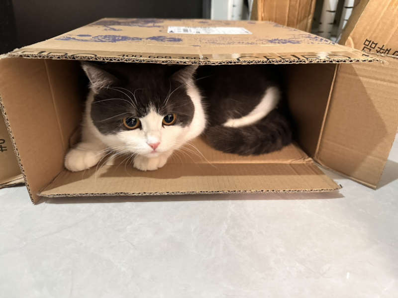 可爱的宠物猫