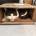 可爱的宠物猫