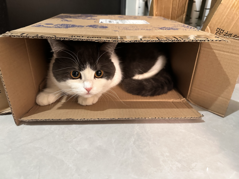 可爱的宠物猫
