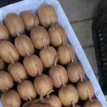 海沃德徐香翠香小果大量上市，一件代发，团购落地配