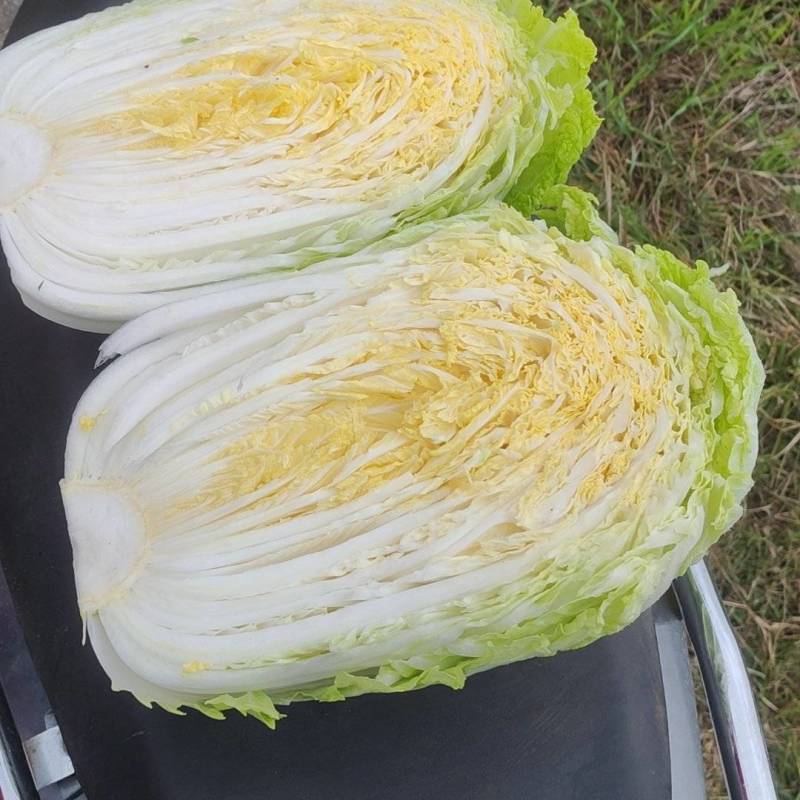 黄心大白菜全国发货无烧心烧边无黑点可以做任何包装。