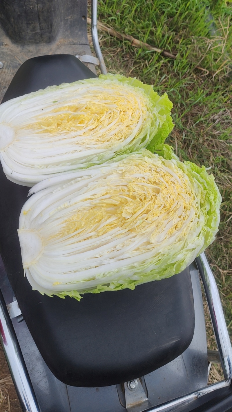 黄心大白菜全国发货无烧心烧边无黑点可以做任何包装。