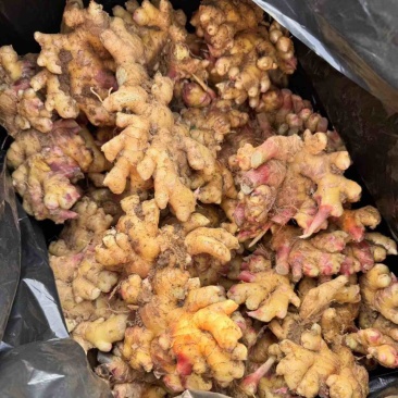 云南生姜大量上市，视频看货，对接商超市场电商社区团购