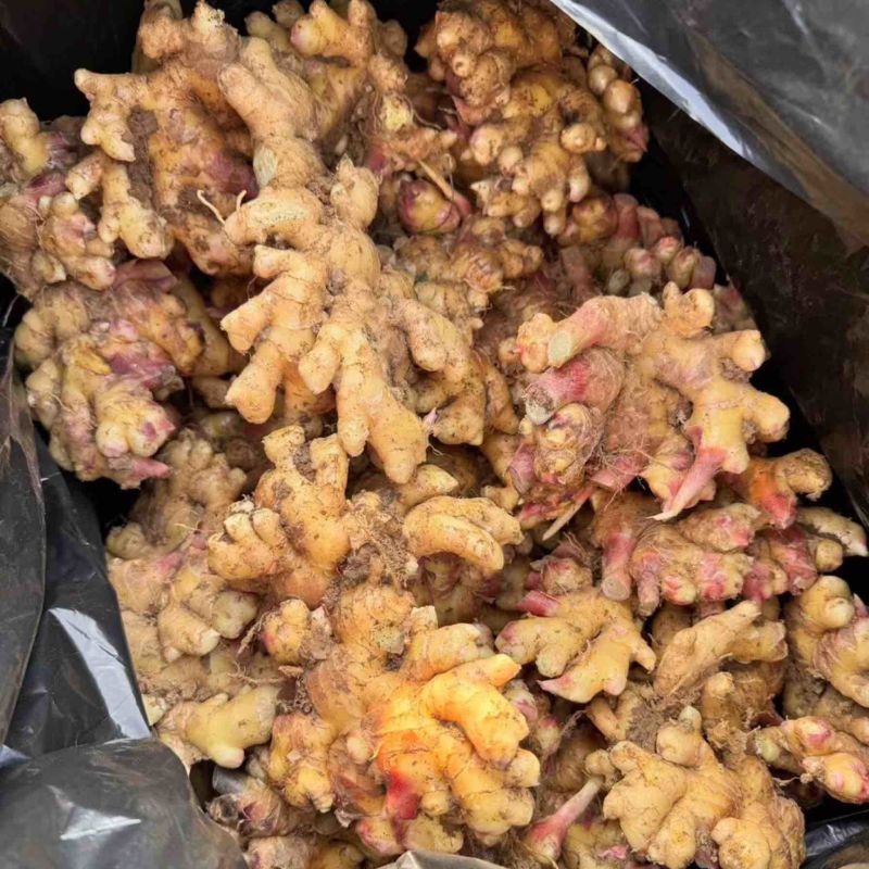 云南生姜大量上市，视频看货，对接商超市场电商社区团购