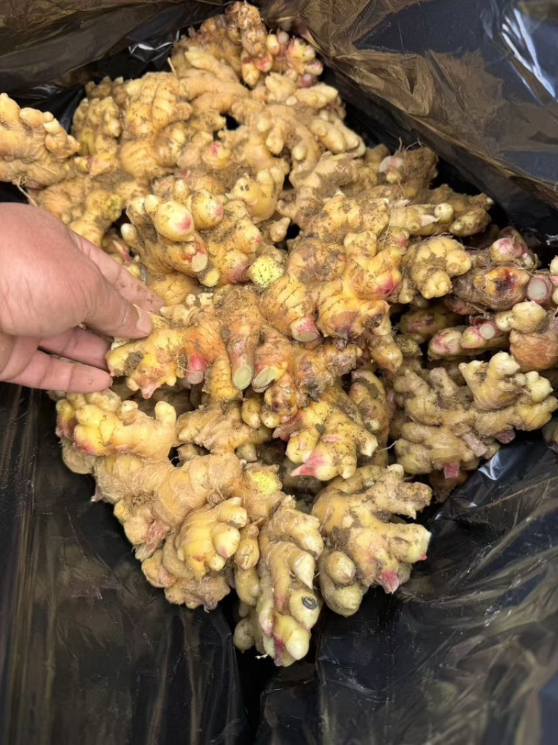 云南生姜大量上市，视频看货，对接商超市场电商社区团购
