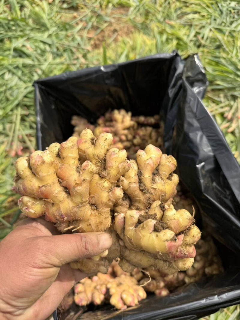 云南生姜大量上市，视频看货，对接商超市场电商社区团购