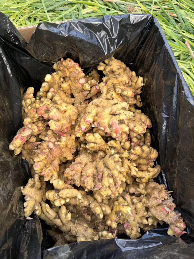 云南生姜大量上市，视频看货，对接商超市场电商社区团购