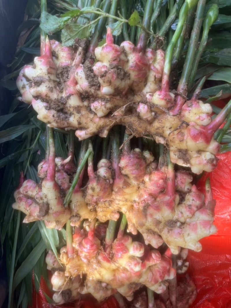 云南生姜大量上市，视频看货，对接商超市场电商社区团购