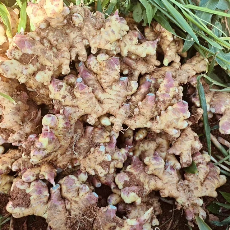云南生姜大量上市，视频看货，对接商超市场电商社区团购