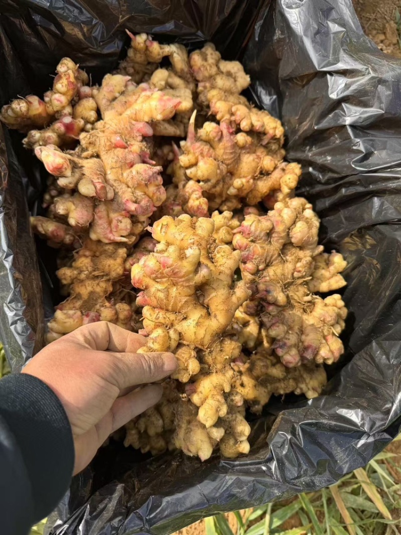 云南生姜大量上市，视频看货，对接商超市场电商社区团购