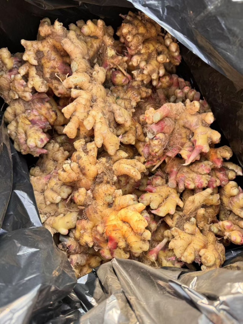 云南生姜大量上市，视频看货，对接商超市场电商社区团购