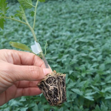 嫁接大粉苗嫁接大红番茄苗抗根结线虫抗灰叶斑抗死棵基地直发