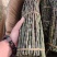 云南铁皮石斛，视频看货全国发货，对接商超市场电商社区团购