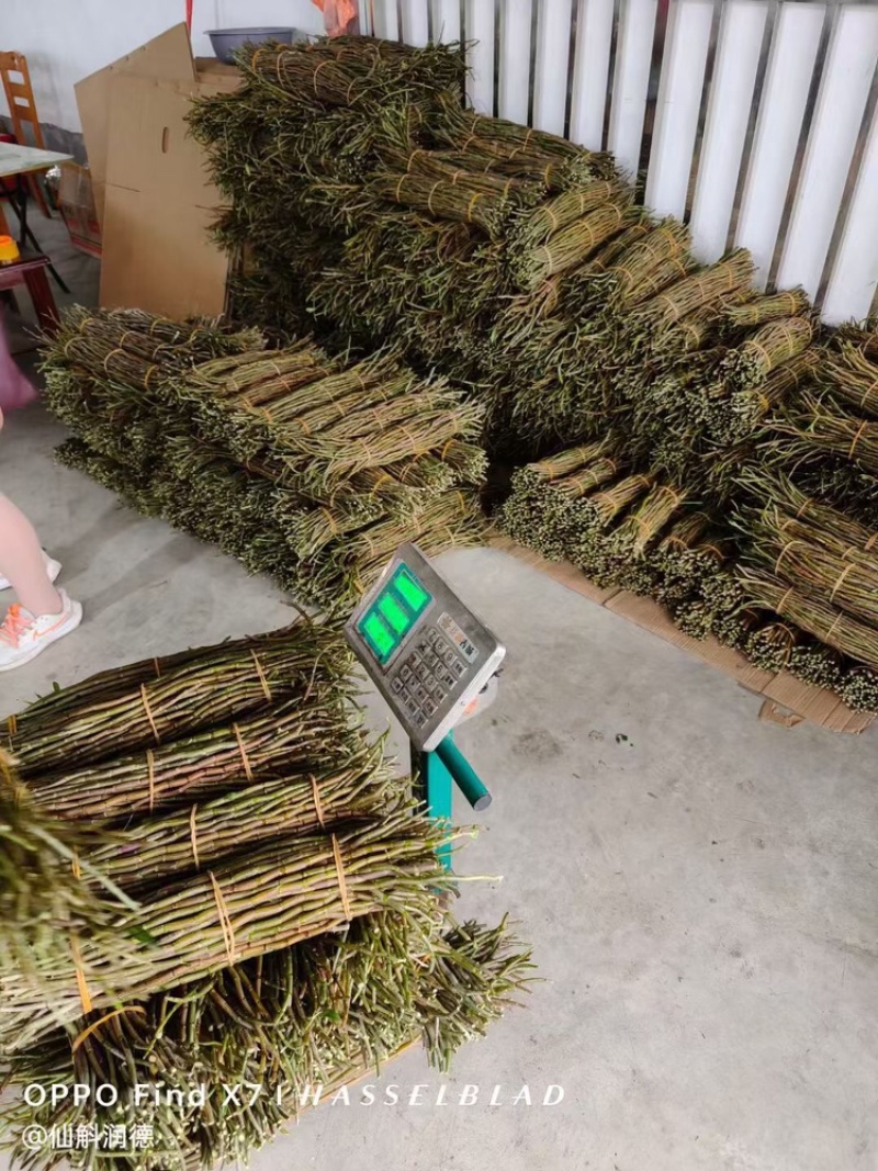 云南铁皮石斛，视频看货全国发货，对接商超市场电商社区团购