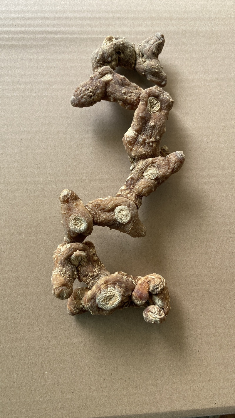 多花黄精大条子10-20CM整条干货黄精条子