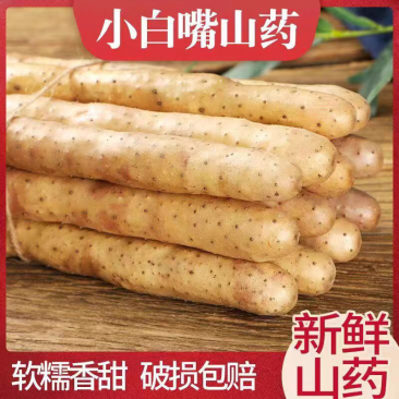 精品河北小白嘴山药产地直发对接市场电商商超
