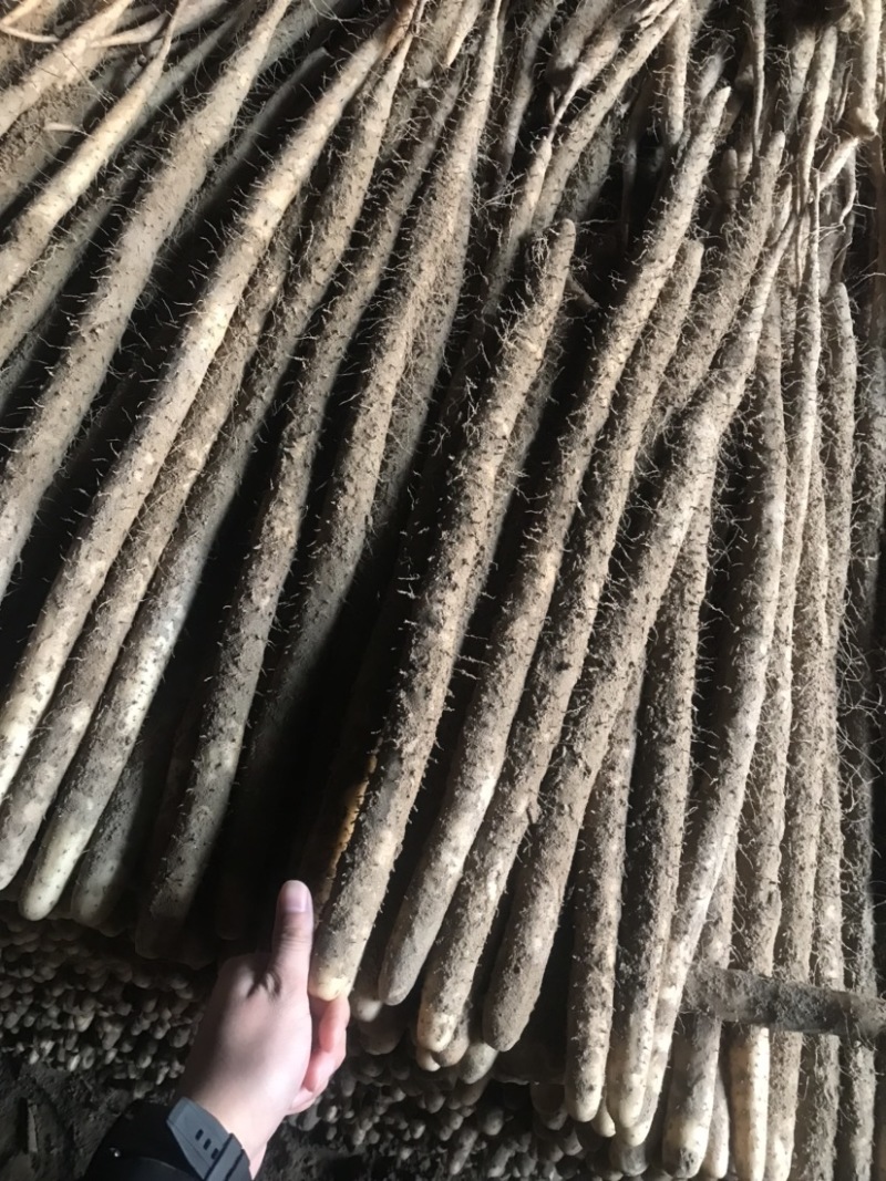 精品河北小白嘴山药产地直发对接市场电商商超