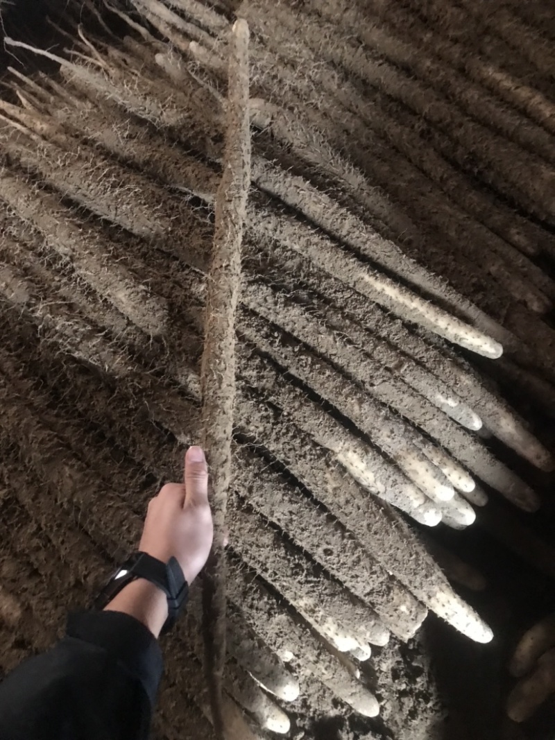 精品河北小白嘴山药产地直发对接市场电商商超