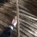 精品河北小白嘴山药产地直发对接市场电商商超