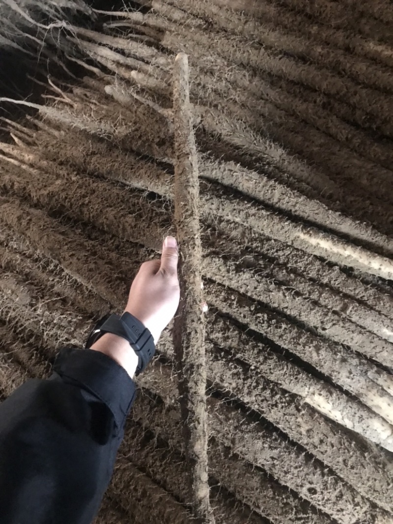 精品河北小白嘴山药产地直发对接市场电商商超