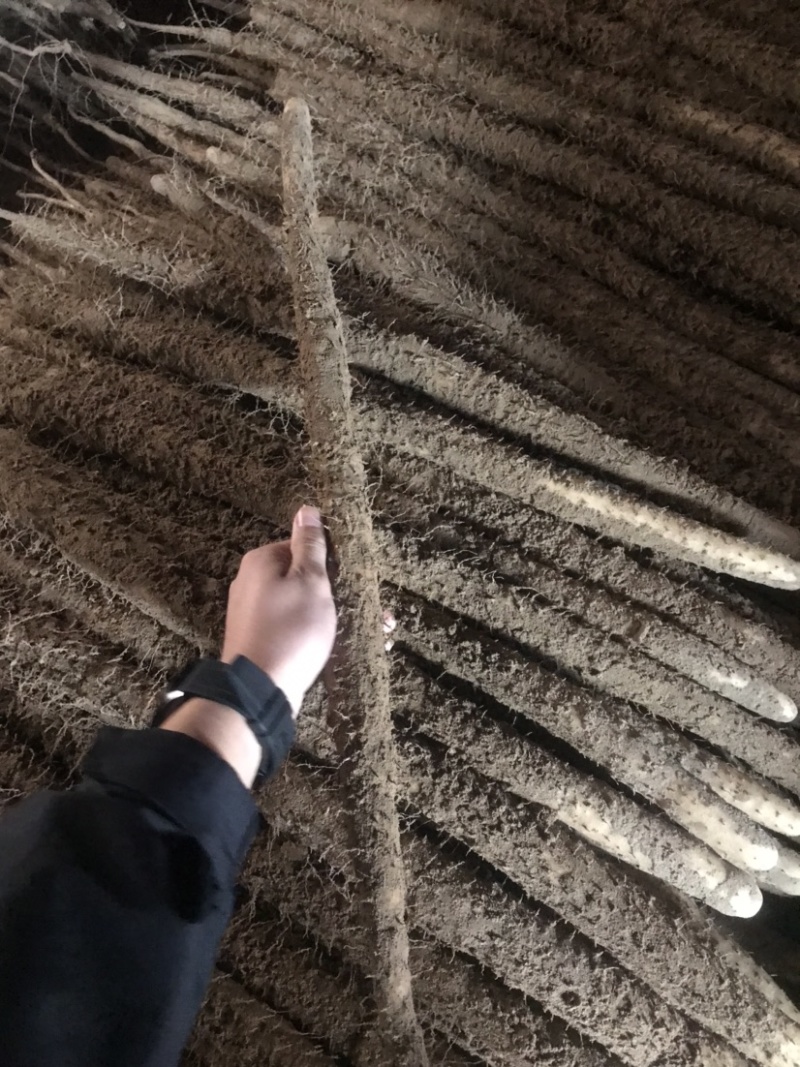 精品河北小白嘴山药产地直发对接市场电商商超