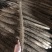 精品河北小白嘴山药产地直发对接市场电商商超