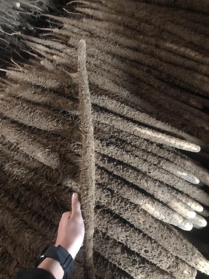 精品河北小白嘴山药产地直发对接市场电商商超