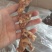 多花黄精大条子10-20CM整条干货黄精条子