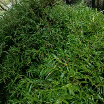 石斛，鲜货干货大量有，随时看货，欢迎大家电话咨询！