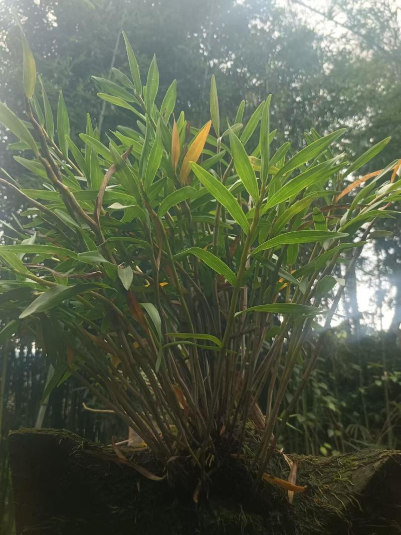 石斛，鲜货干货大量有，随时看货，欢迎大家电话咨询！